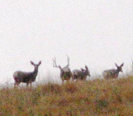 Muley Walkaway