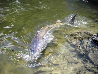 Big Sturgeon