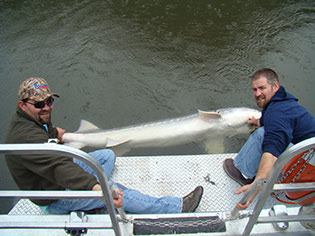 Another Sturgeon